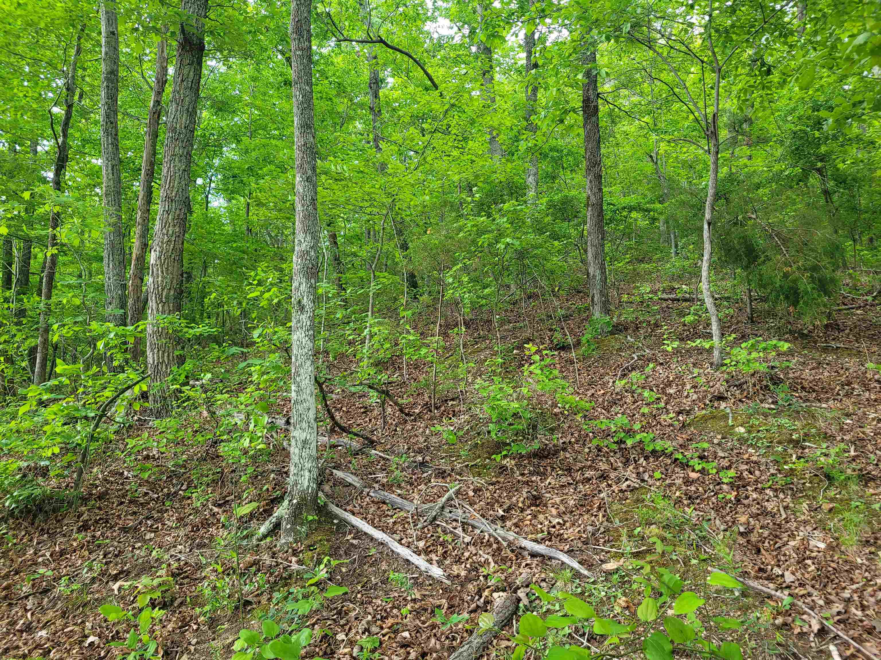77 Carroll Hollow Road Waynesboro, TN 38485 - Photo 30 of 39 a view of forest