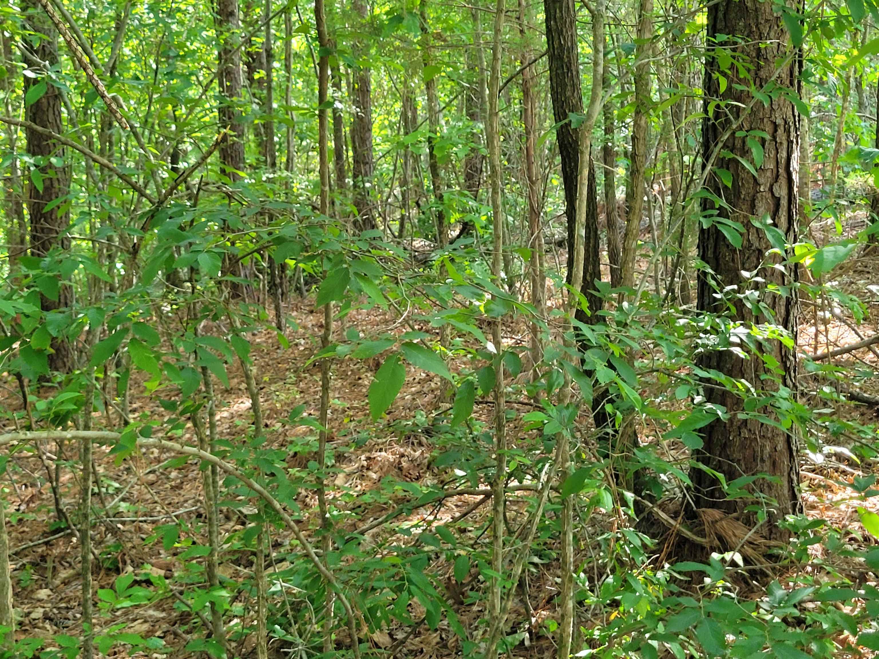 77 Carroll Hollow Road Waynesboro, TN 38485 - Photo 3 of 39 a view of a garden