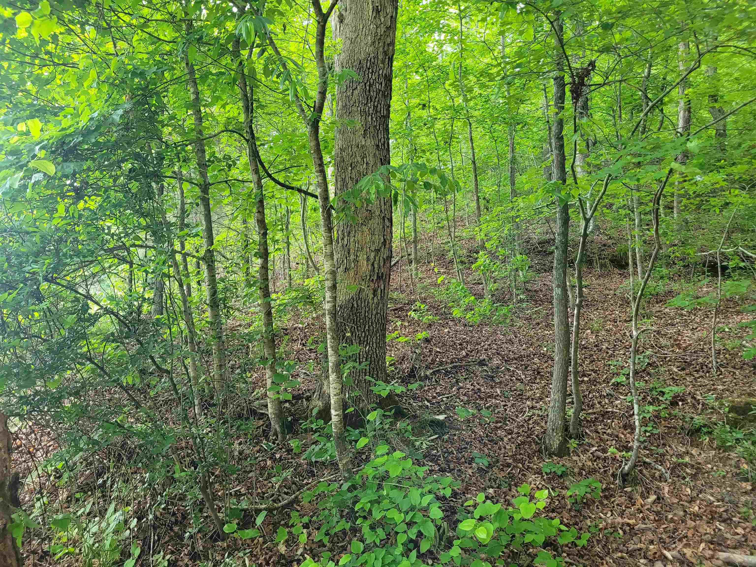 77 Carroll Hollow Road Waynesboro, TN 38485 - Photo 32 of 39 a view of a forest