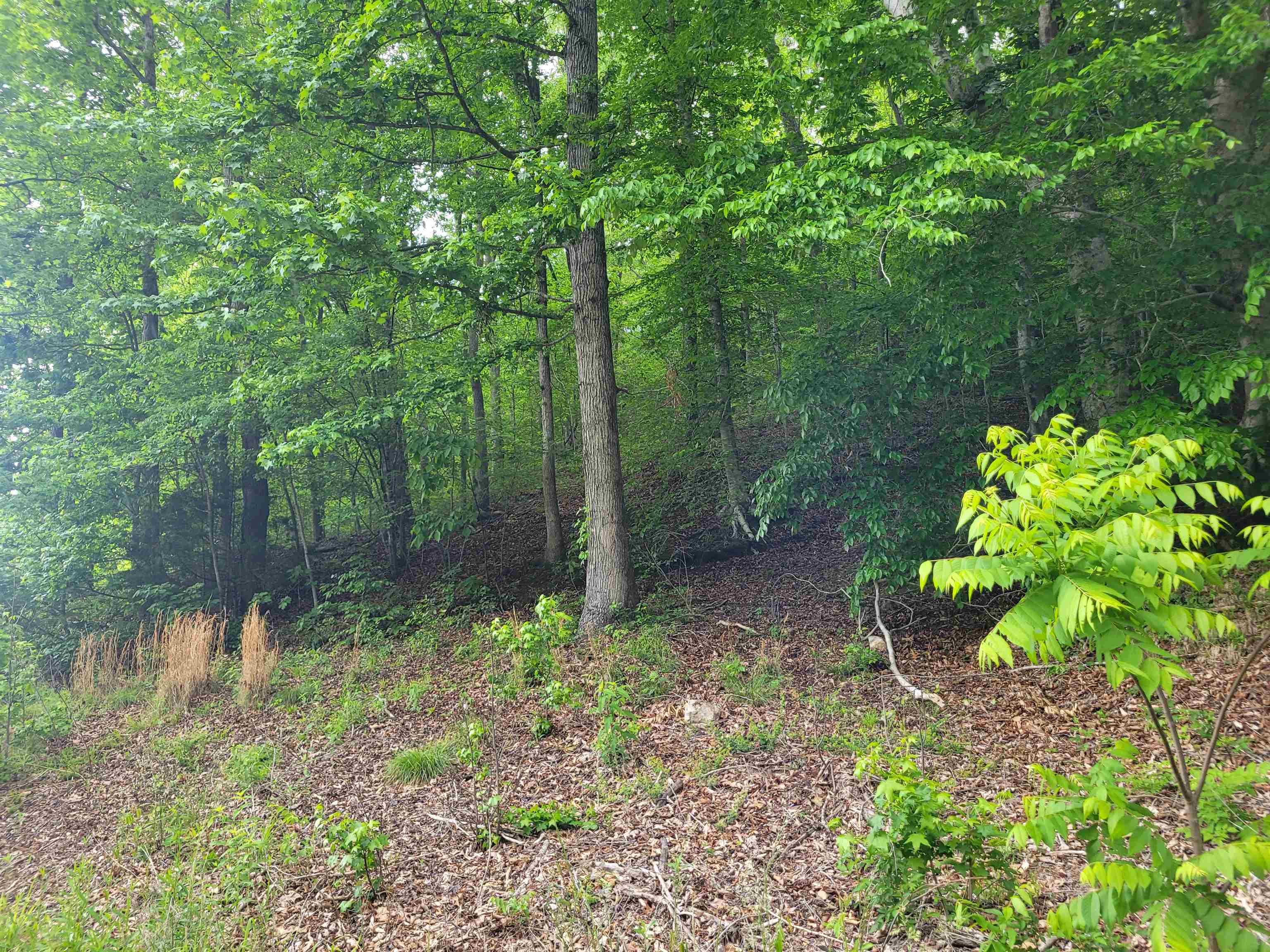 77 Carroll Hollow Road Waynesboro, TN 38485 - Photo 33 of 39 a backyard of a house with lots of green space and trees