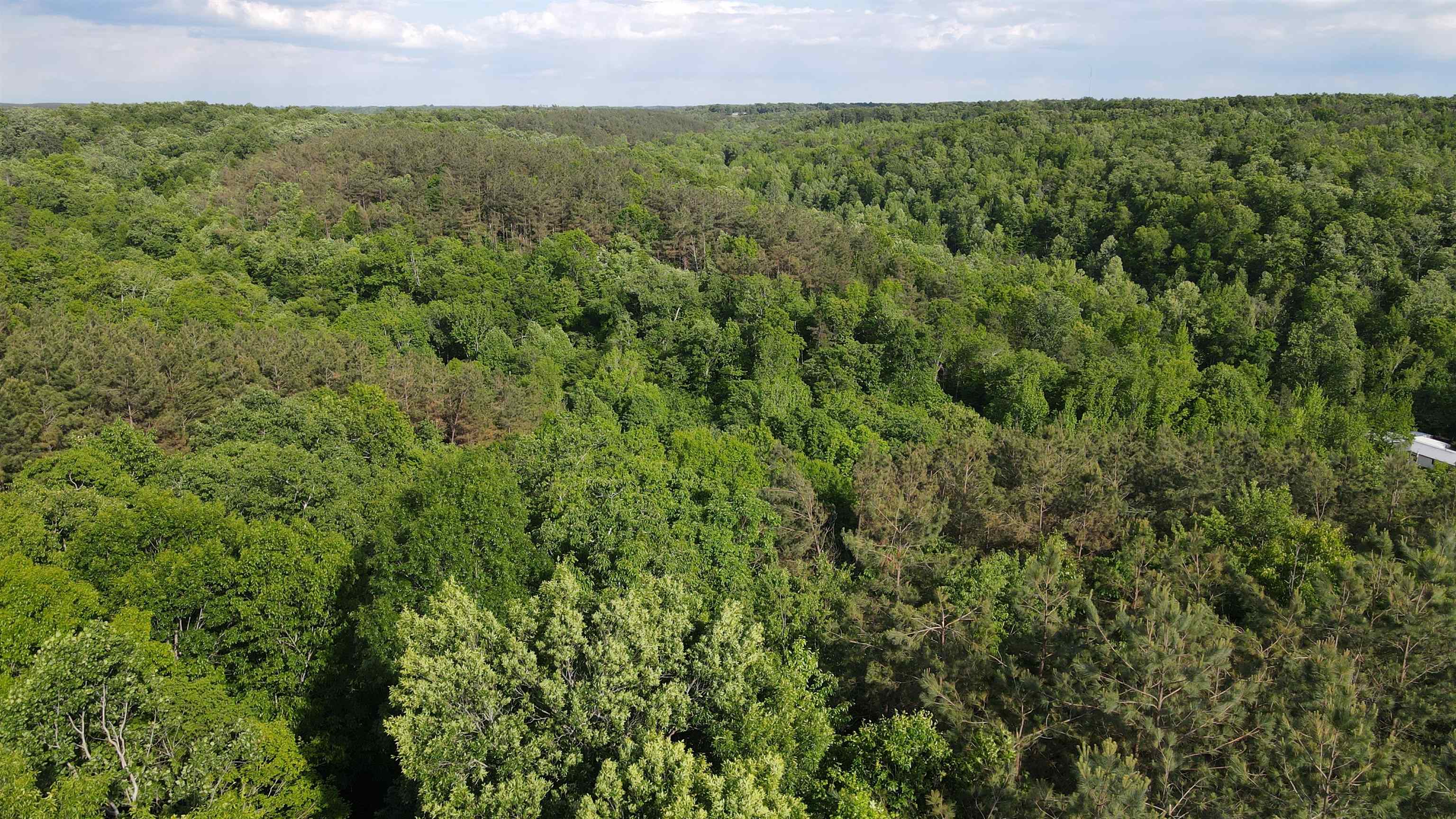 77 Carroll Hollow Road Waynesboro, TN 38485 - Photo 37 of 39 a view of a big yard with plants and large trees