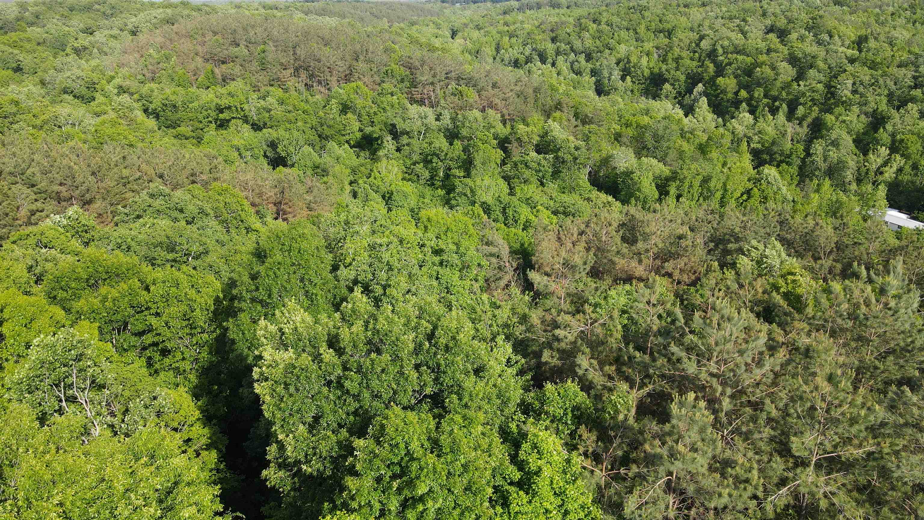 77 Carroll Hollow Road Waynesboro, TN 38485 - Photo 39 of 39 a view of a large yard with lots of green space