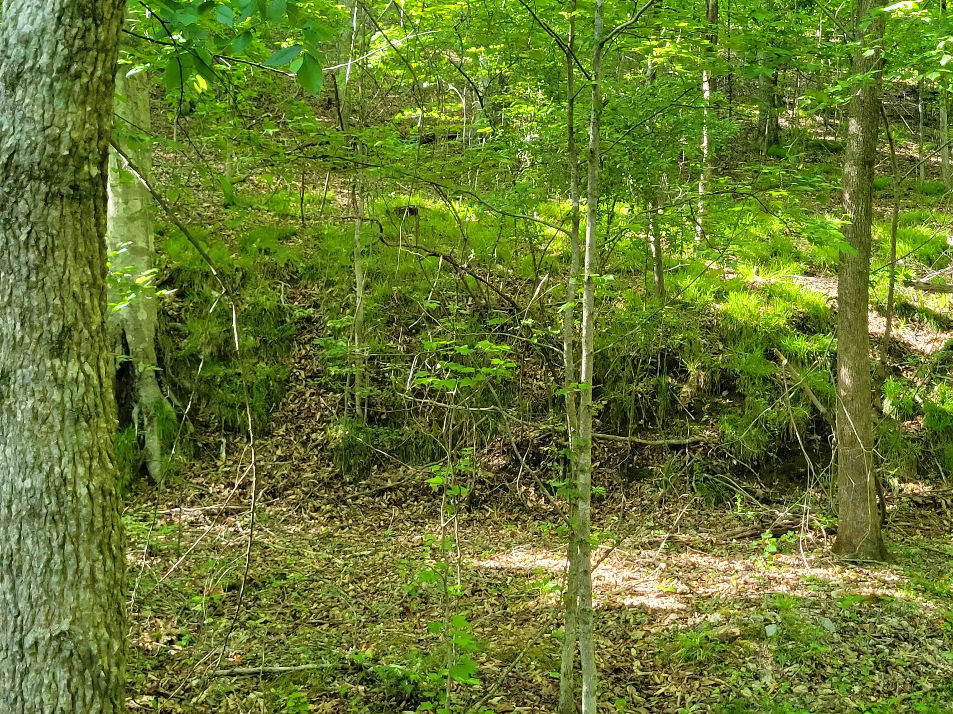 77 Carroll Hollow Road Waynesboro, TN 38485 - Photo 5 of 39 a view of a garden