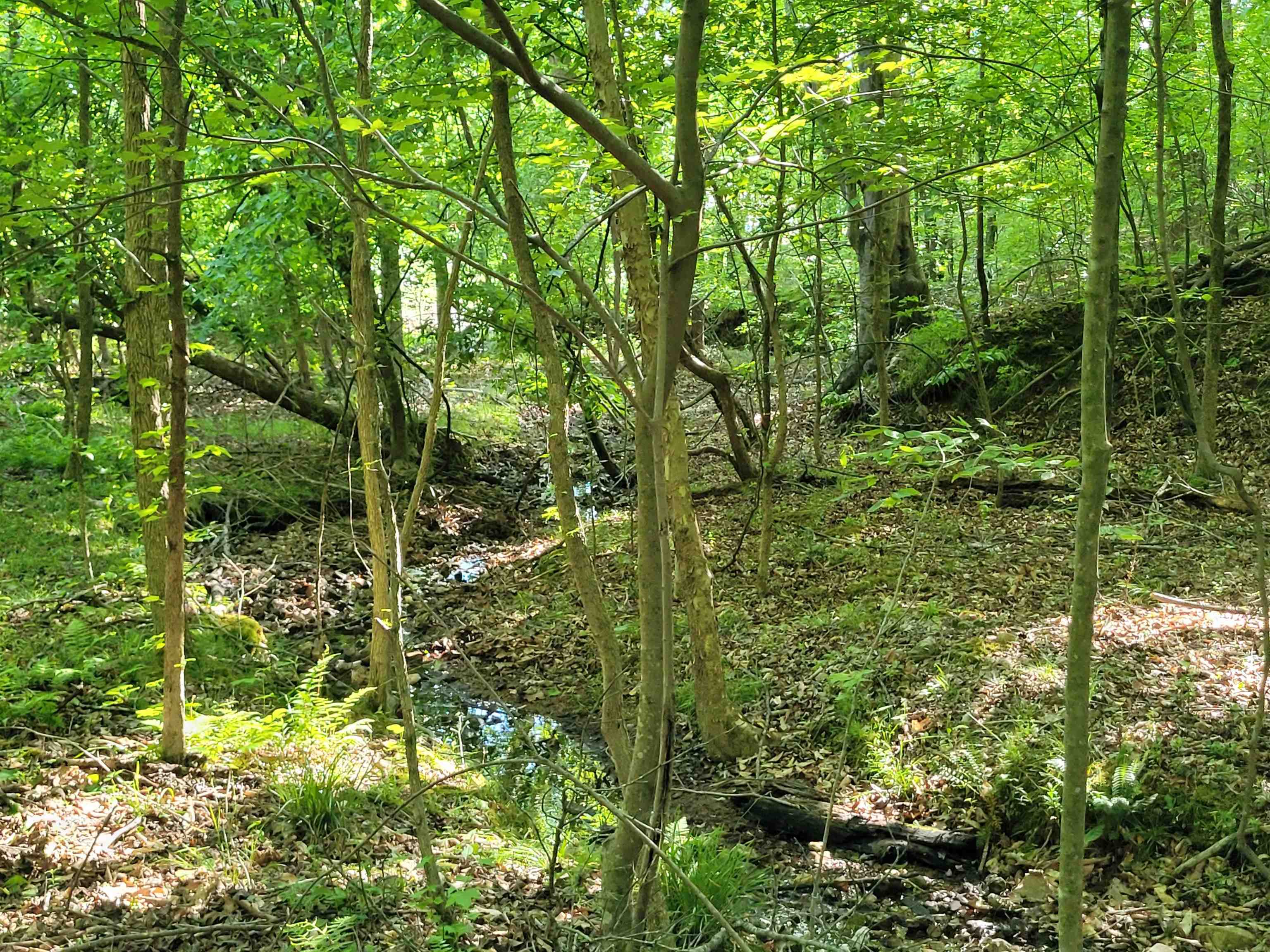 77 Carroll Hollow Road Waynesboro, TN 38485 - Photo 10 of 39 a view of forest