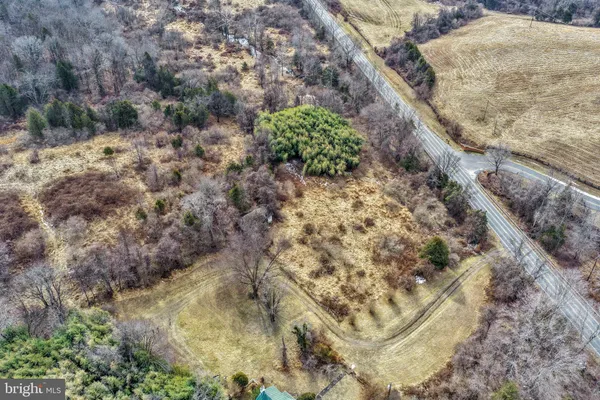 a view of a yard with plants and large trees