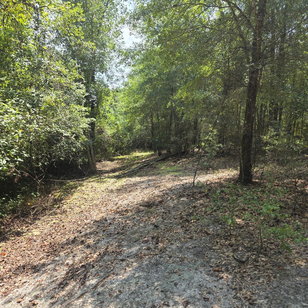 0 Grimes Road Ozark, AL 36360 - Photo 6 of 16 Gallery Image 6