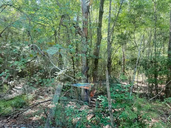 a view of a forest with a trees