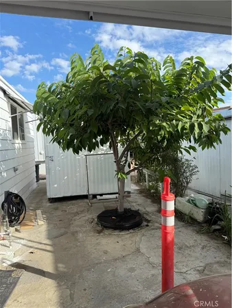 a view of a potted plant in a yard