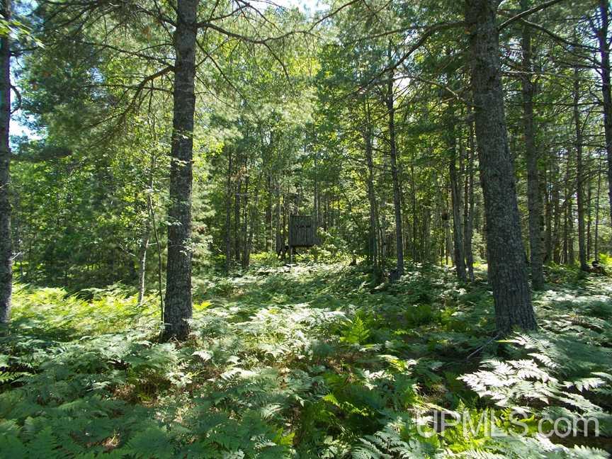 Tbd 155 Acres Off Reservoir Dam Road Seney, MI 49883 - Photo 8 of 23