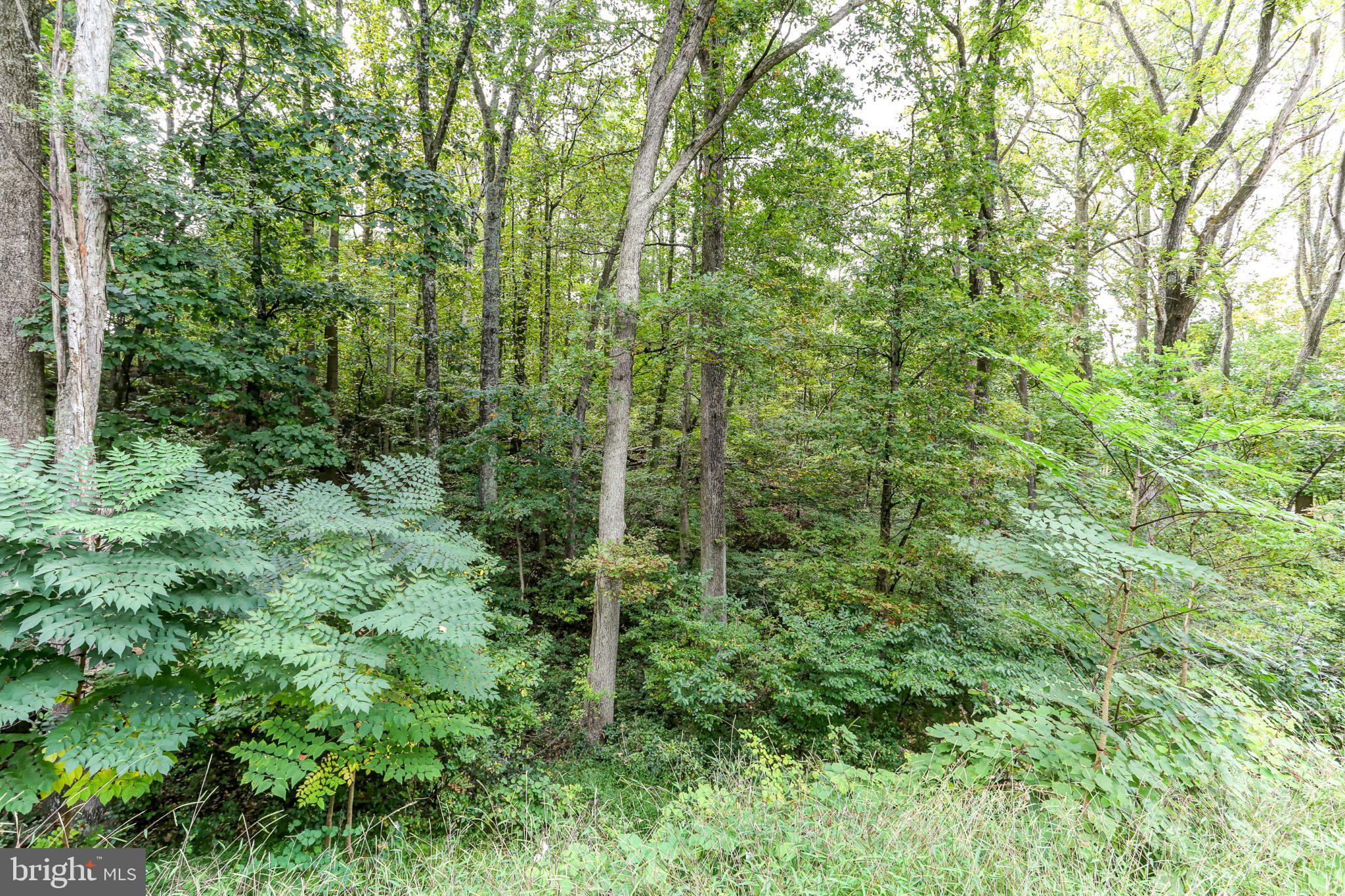 6 Maple Grove Road Mohnton, PA 19540 - Photo 54 of 55 Lush greenery in a tranquil forest.