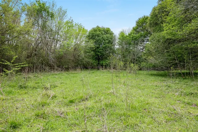 a view of a big yard with plants and large trees