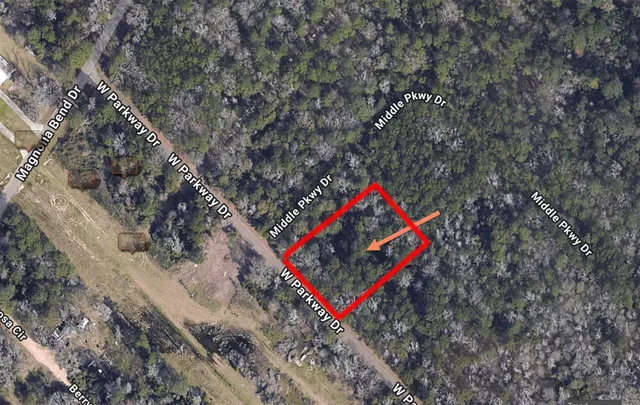 a park with large trees