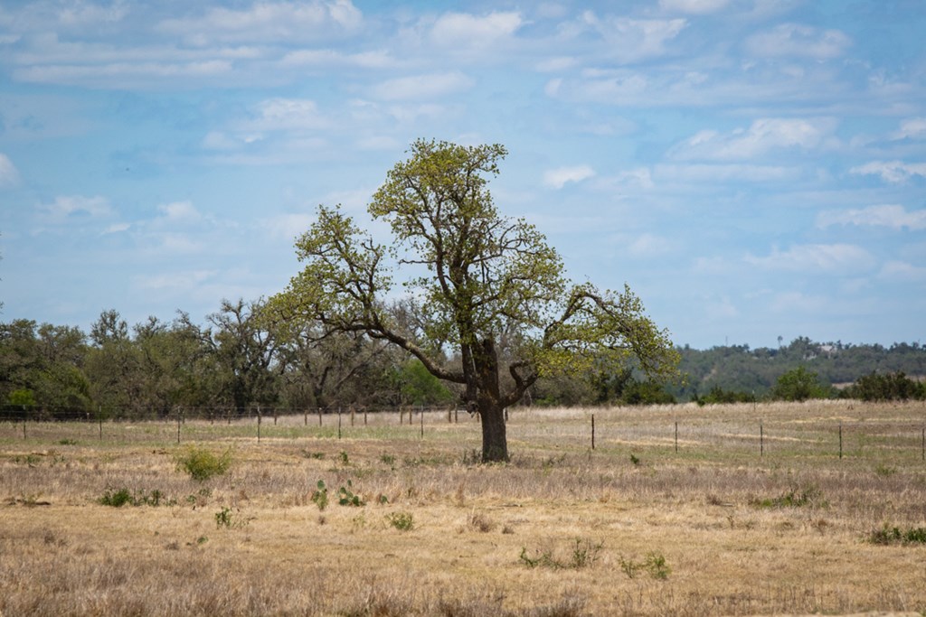 369 Gold-Schaefer Road Fredericksburg, TX 78624 - Photo 10 of 20