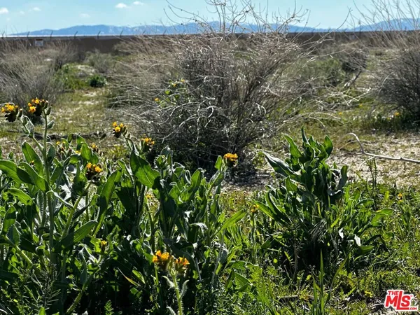 a view of a dry yard with lots of green space