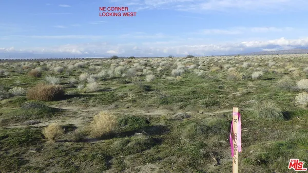 a view of a yard with an tree