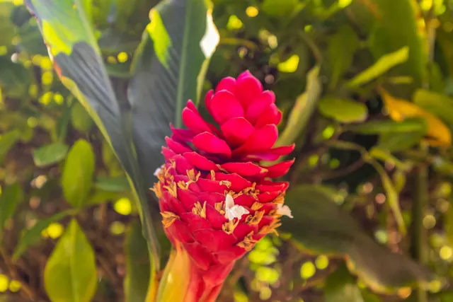a view of a tree with yard