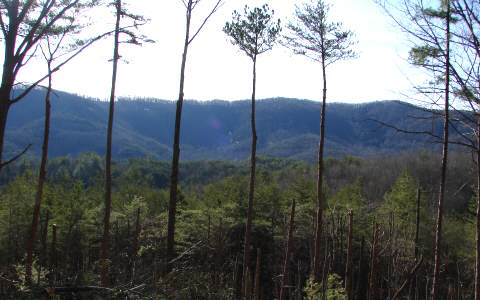 365 Ridge Trail Blue Ridge, GA 30513 - Photo 1 of 1 Main View