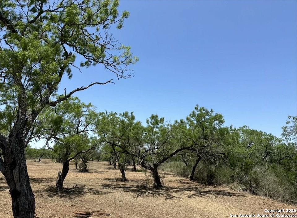 a view of a yard with plants and trees