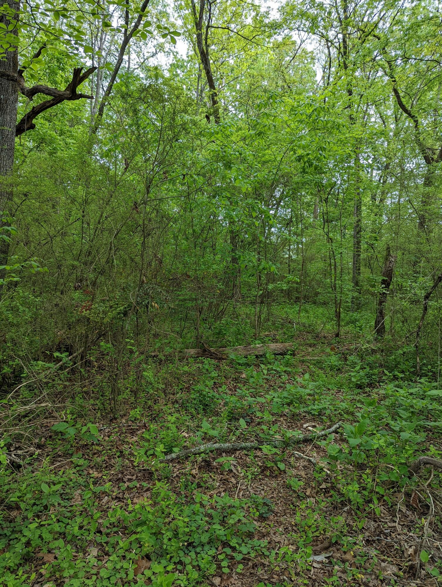 22 Cooley Road Dunlap, TN 37327 - Photo 10 of 12 Gallery Image 10