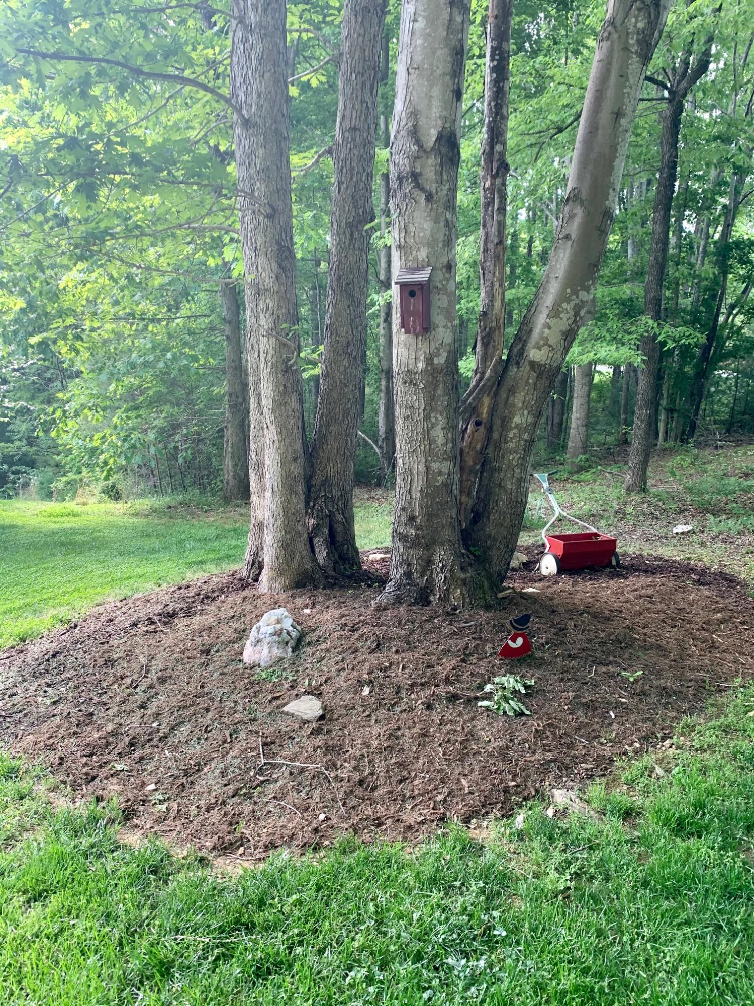 832 Old Henry Road Henry, VA 24102 - Photo 25 of 30 a small garden covered with tall trees