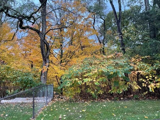 113 Louis Drive McKees Rocks, PA 15136 - Photo 22 of 25 a view of yard