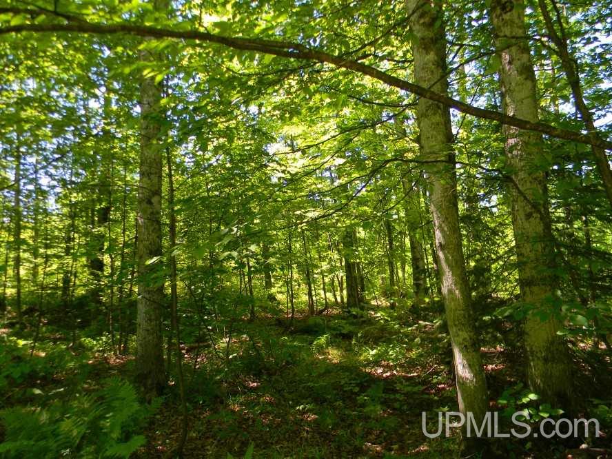 Tbd Asumaa Rd 120 Acres Atlantic Mine, MI 49905 - Photo 5 of 12