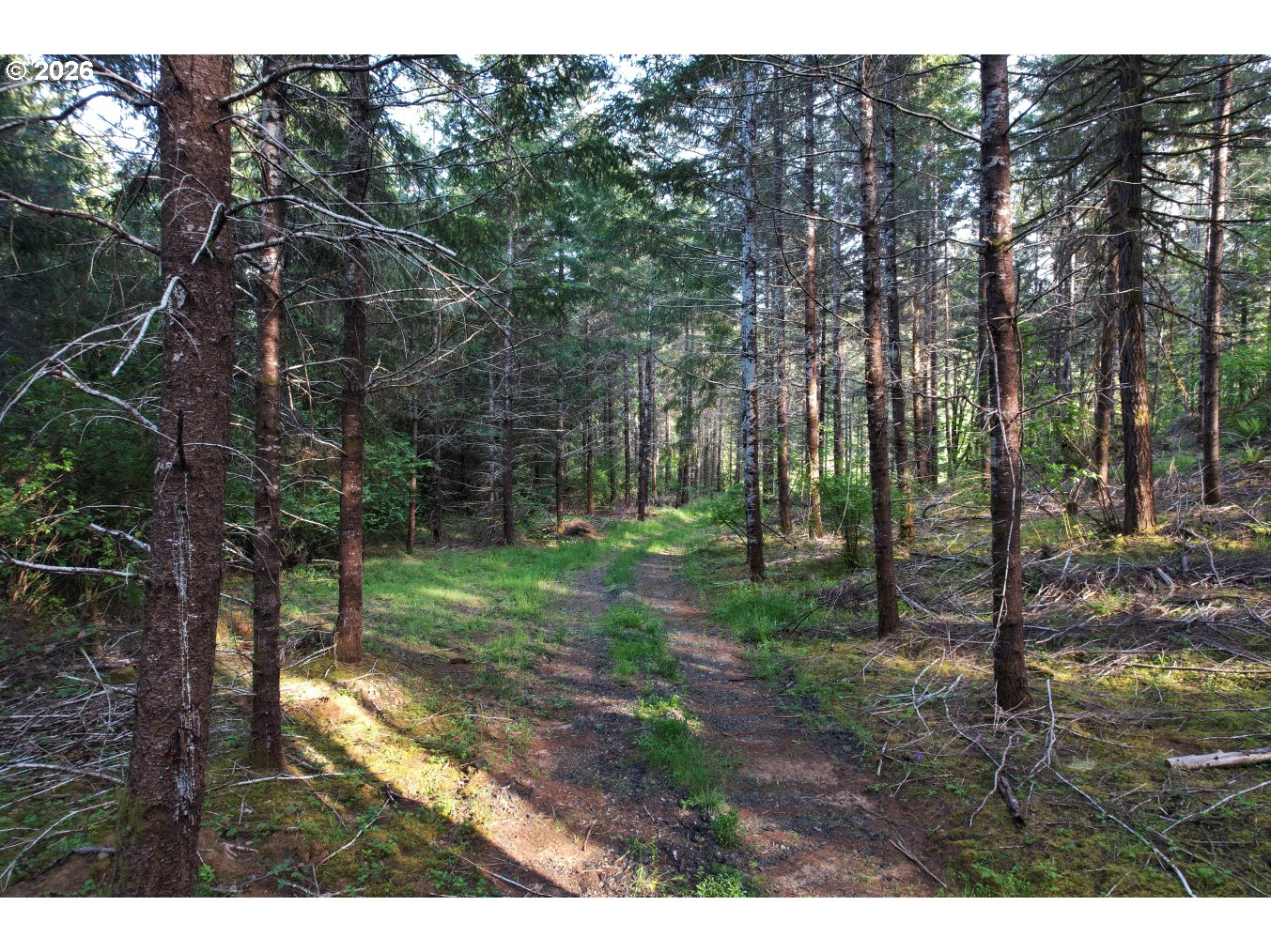 0 Ervin Road Philomath, OR 97370 - Photo 5 of 9 a view of a park with large trees