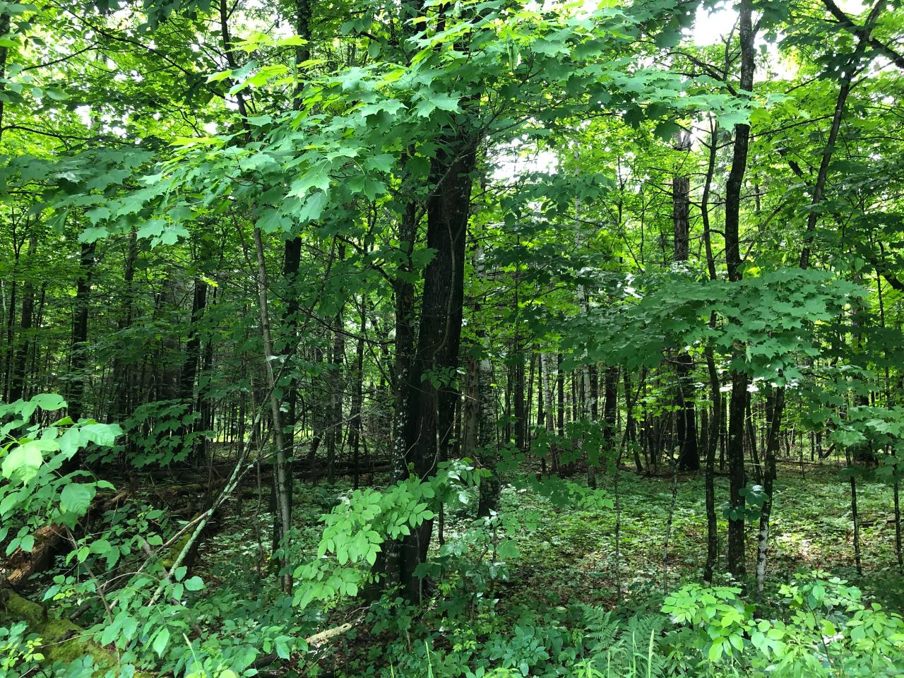 Lot #4 Columbus Lake Road, Unit ON Eagle River, WI 54521 - Photo 13 of 19 Gallery Image 13