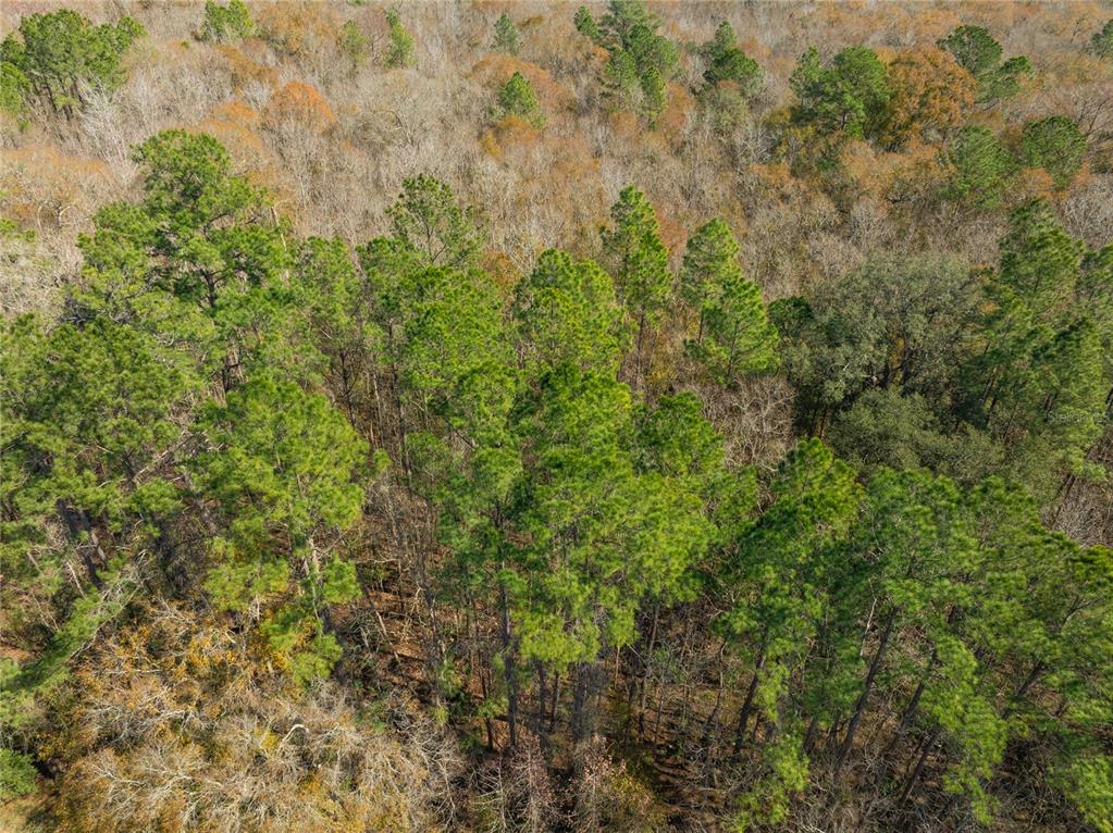 Fouracre Circle Callahan, FL 32011 - Photo 19 of 31 a view of a forest