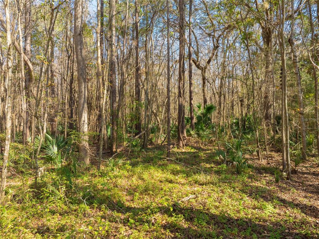 Fouracre Circle Callahan, FL 32011 - Photo 31 of 31 a view of yard with trees