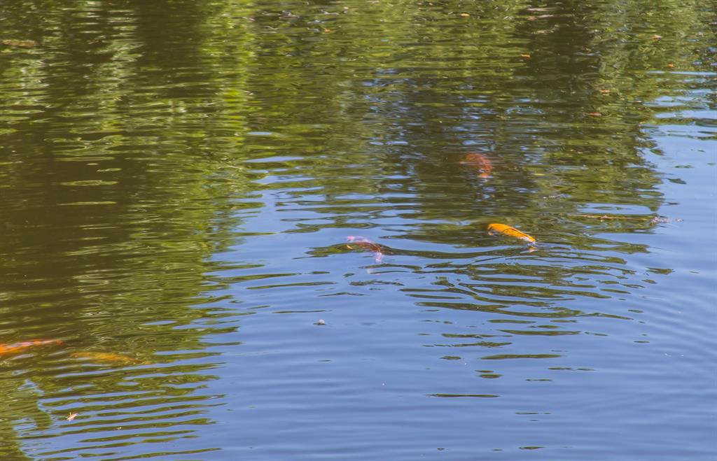 6319 Turner Way Dallas, TX 75230 - Photo 31 of 36 a view of water view