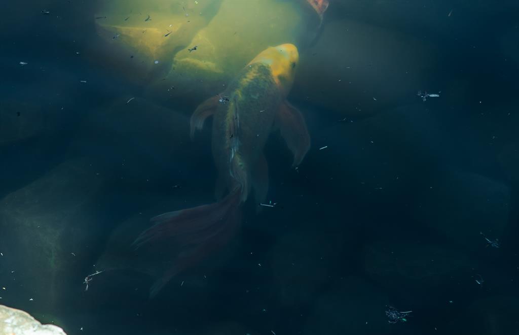 6319 Turner Way Dallas, TX 75230 - Photo 32 of 36 a close view of a bathroom