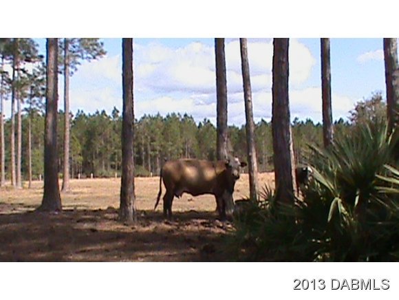 1345 Skeeter Ranch Road DeLand, FL 32724 - Photo 3 of 14 Additional Photo