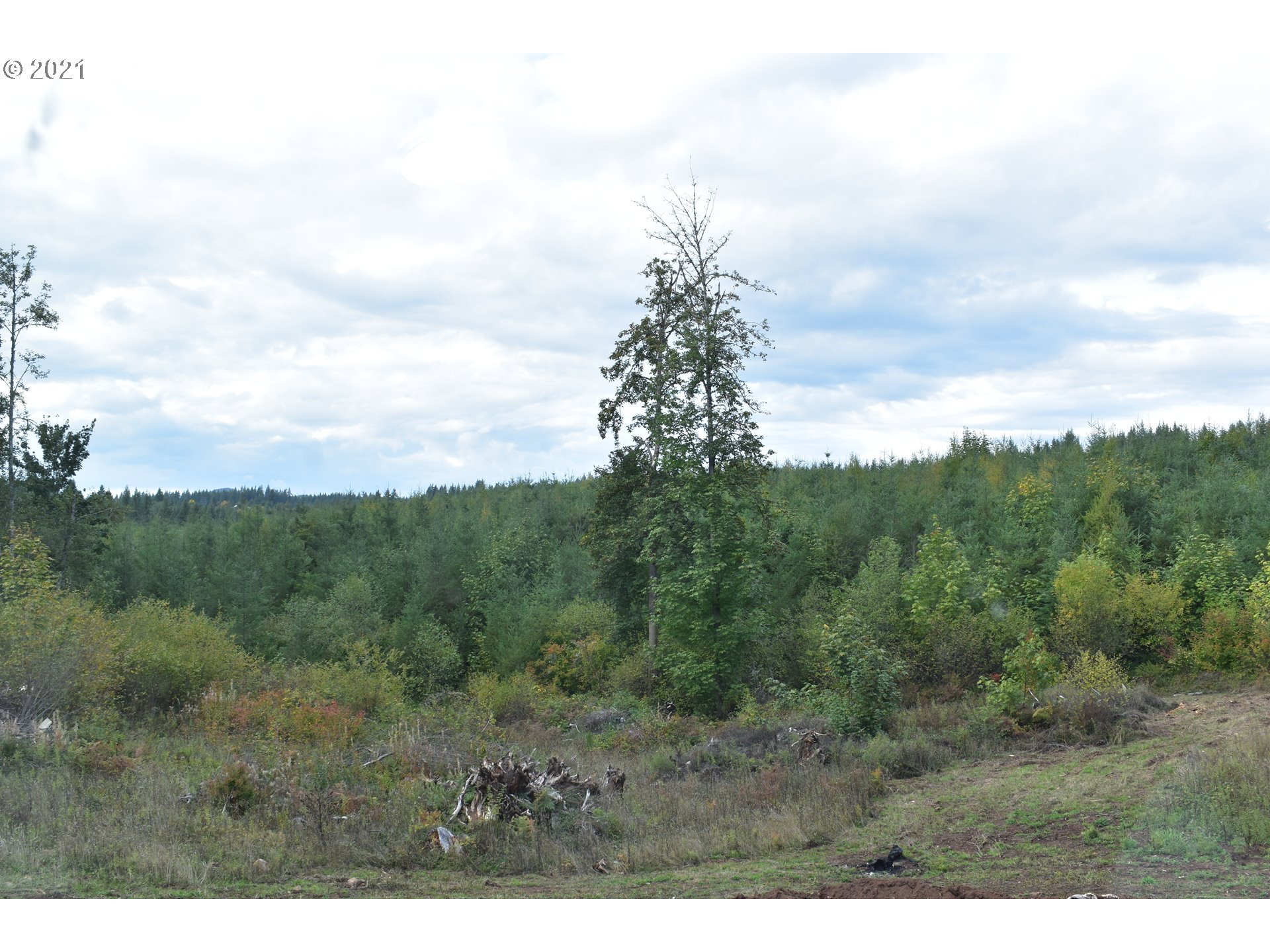 23243 South Bonney Road Colton, OR 97017 - Photo 26 of 32 a view of a green field