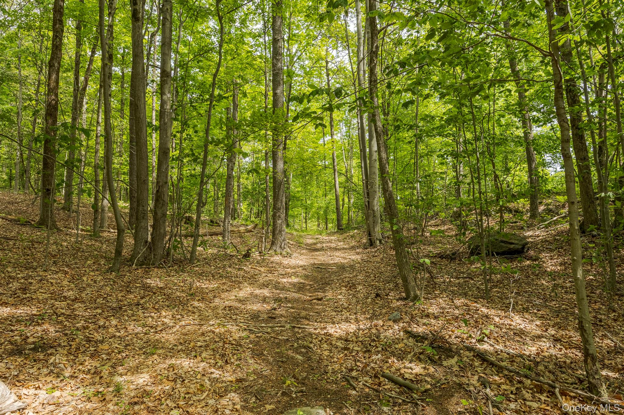 A Skunks Misery Road Millerton, NY 12546 - Photo 7 of 16 View of woods