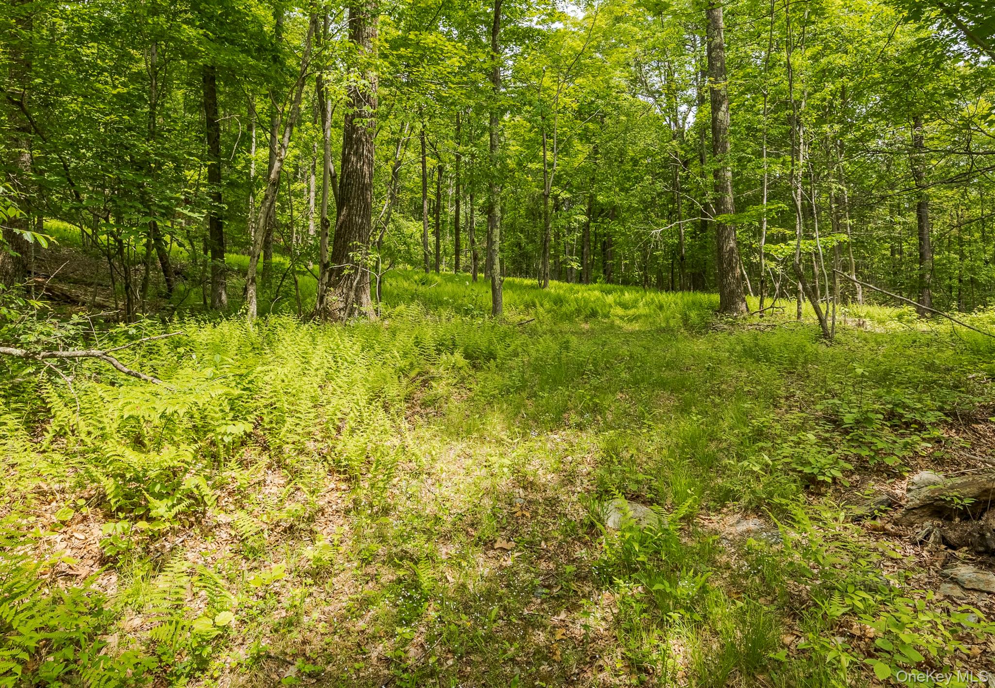 A Skunks Misery Road Millerton, NY 12546 - Photo 8 of 16 View of woods