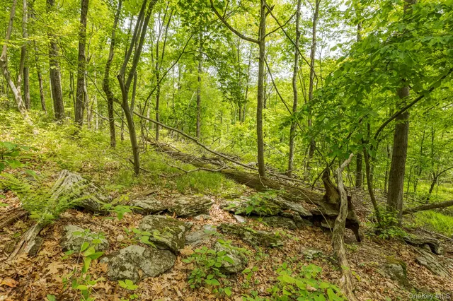 a view of a large tree