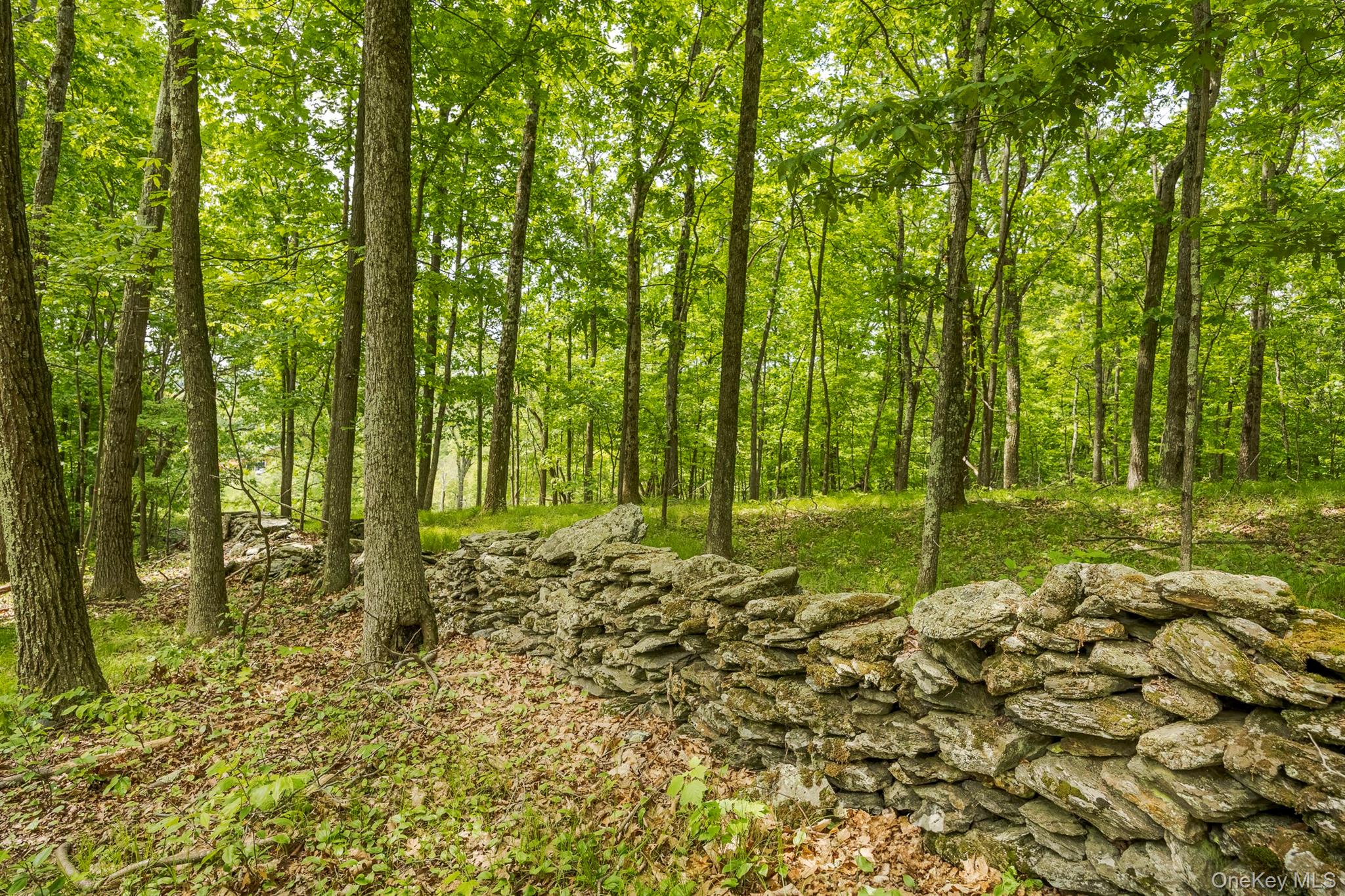 A Skunks Misery Road Millerton, NY 12546 - Photo 10 of 16 View of tree filled area