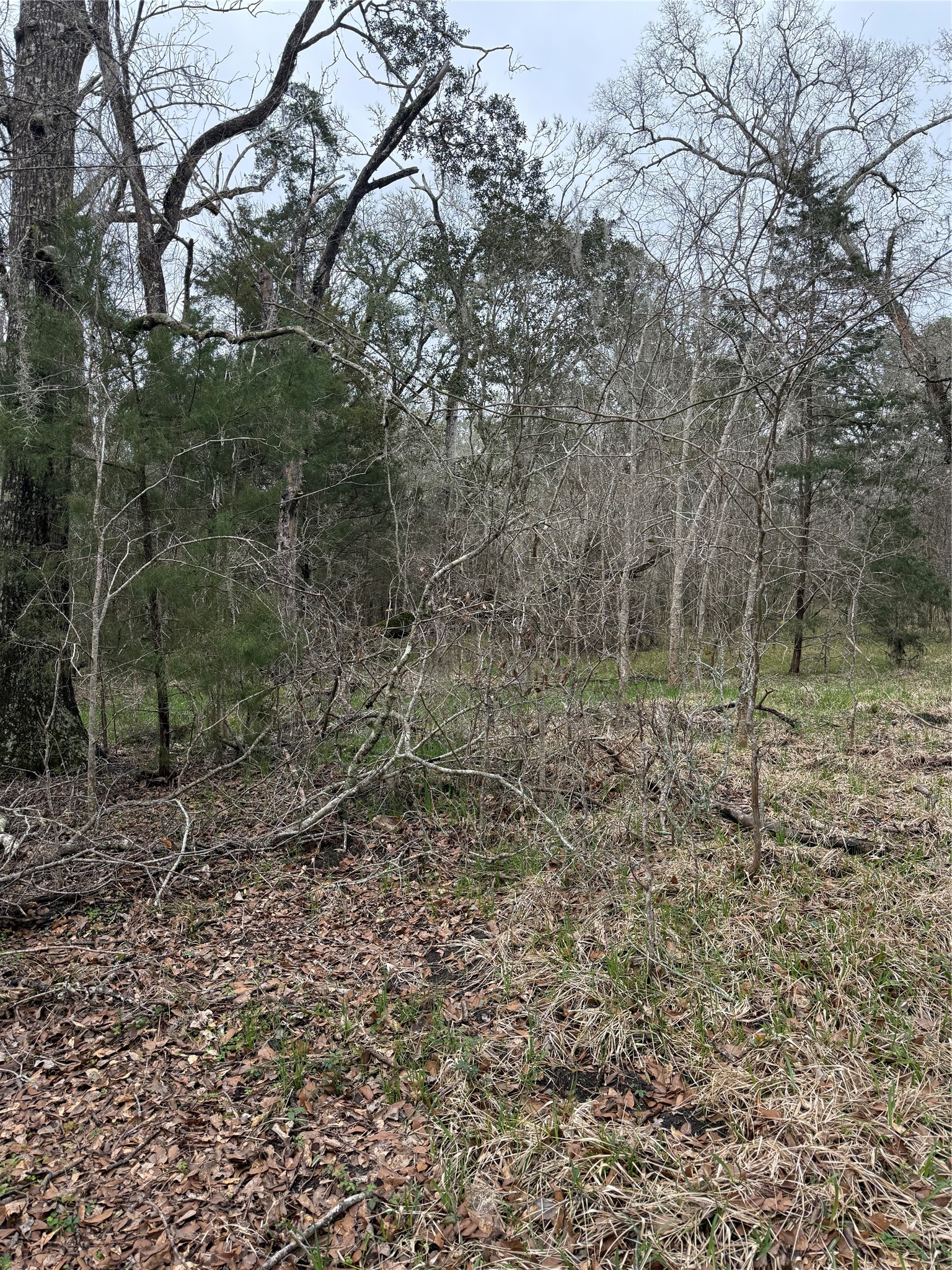 0 Cr-289 Sweeny, TX 77480 - Photo 2 of 3 a view of a yard with trees