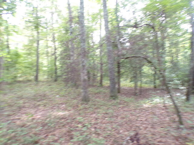 6636 Luckeys Bridge Road Dearing, GA 30808 - Photo 11 of 16 Wooded lot
