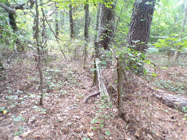 6636 Luckeys Bridge Road Dearing, GA 30808 - Photo 13 of 16 Wooded lot