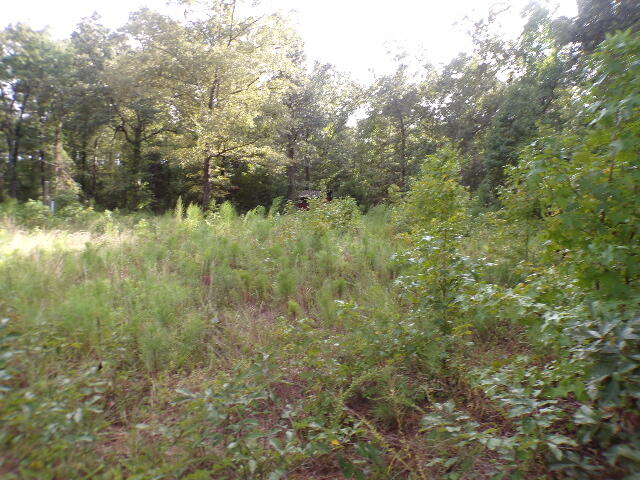 6636 Luckeys Bridge Road Dearing, GA 30808 - Photo 3 of 16 Wooded lot