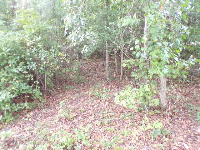 6636 Luckeys Bridge Road Dearing, GA 30808 - Photo 4 of 16 Wooded lot