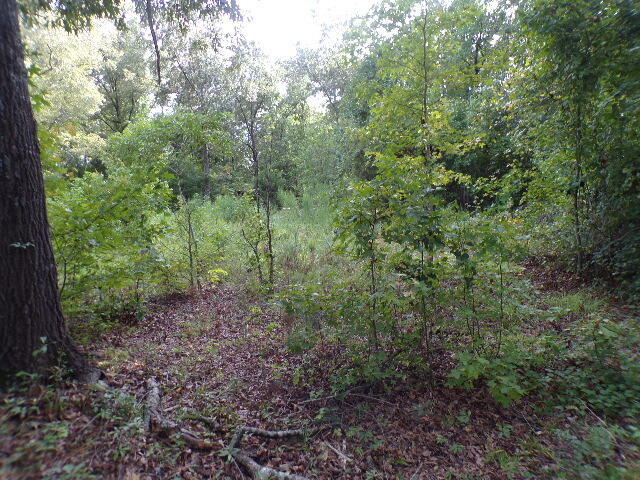 6636 Luckeys Bridge Road Dearing, GA 30808 - Photo 9 of 16 Wooded lot