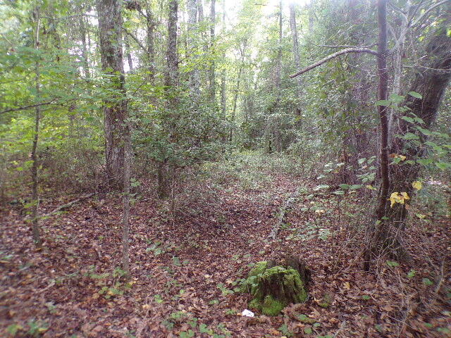 6636 Luckeys Bridge Road Dearing, GA 30808 - Photo 10 of 16 Wooded lot