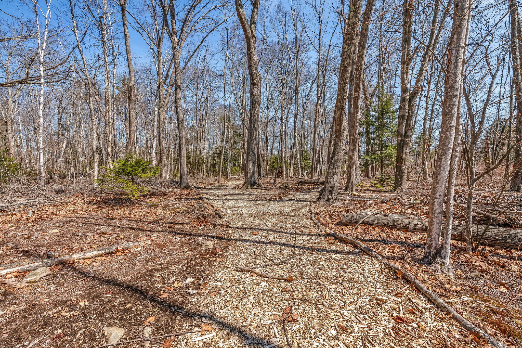 156 Congress Street Belfast, ME 04915 - Photo 61 of 69 Wooded Trails