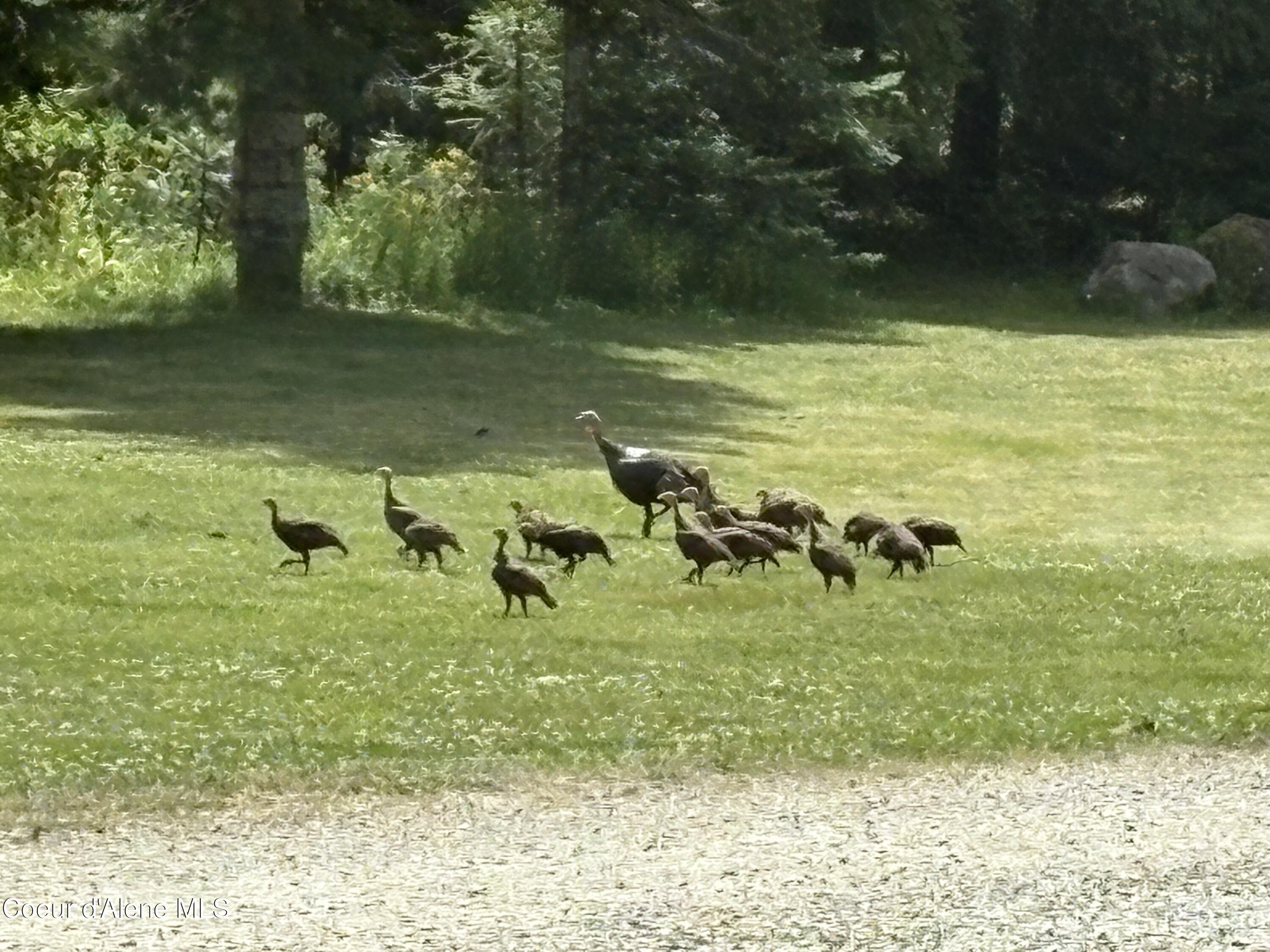1657 East Dufort Road Sagle, ID 83860 - Photo 35 of 37 ls2