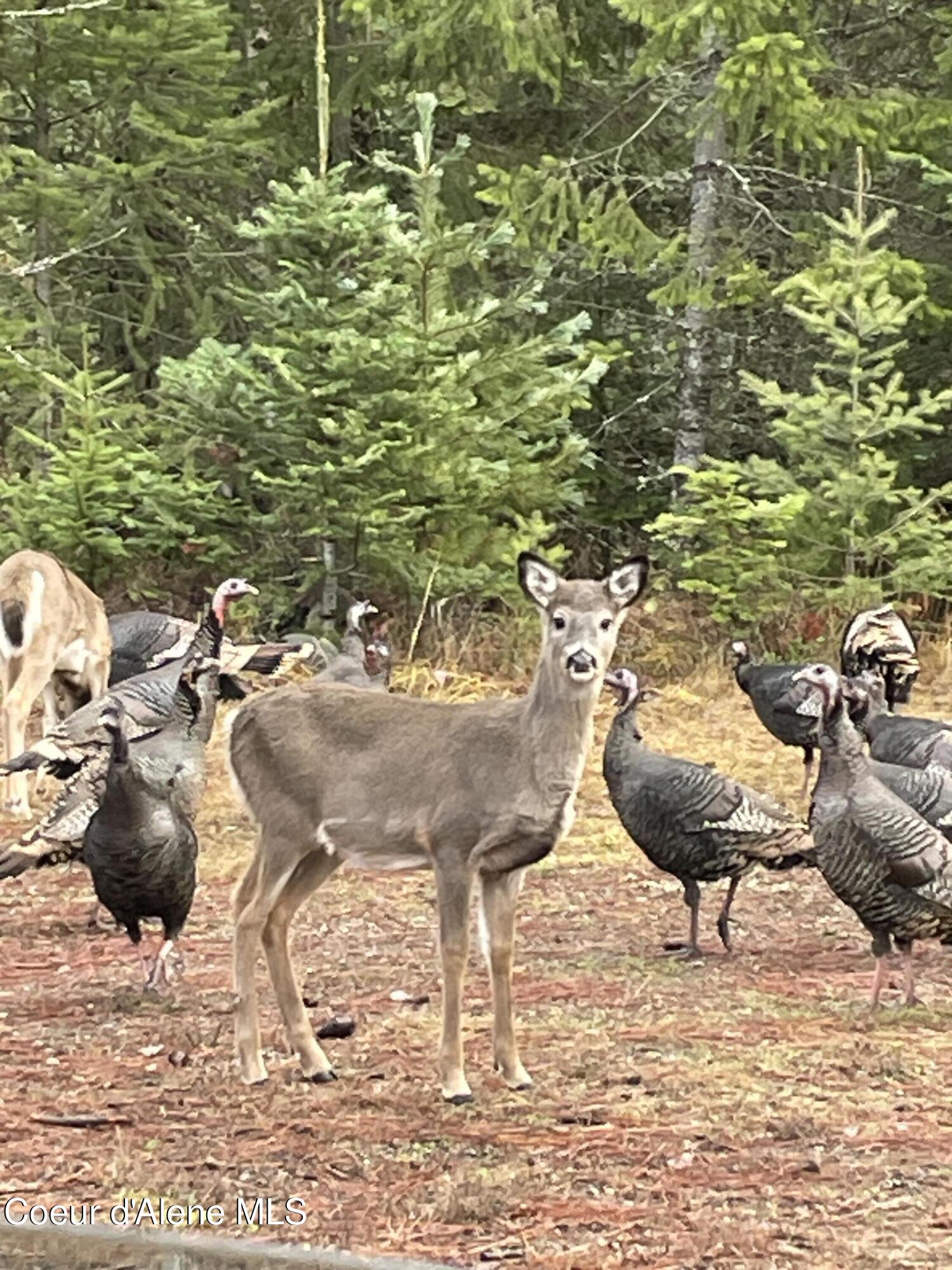 1657 East Dufort Road Sagle, ID 83860 - Photo 39 of 41 nei1