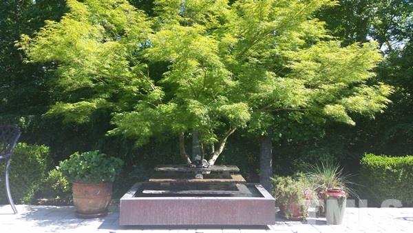 5435 Brandy Bay Road Raleigh, NC 27613 - Photo 25 of 25 Tranquil space with flowing fountain and stunning Japanese Maple!
