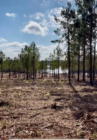 $275,000 | 56 Kisatchie (lot1) Lane, Boyce, LA 71409